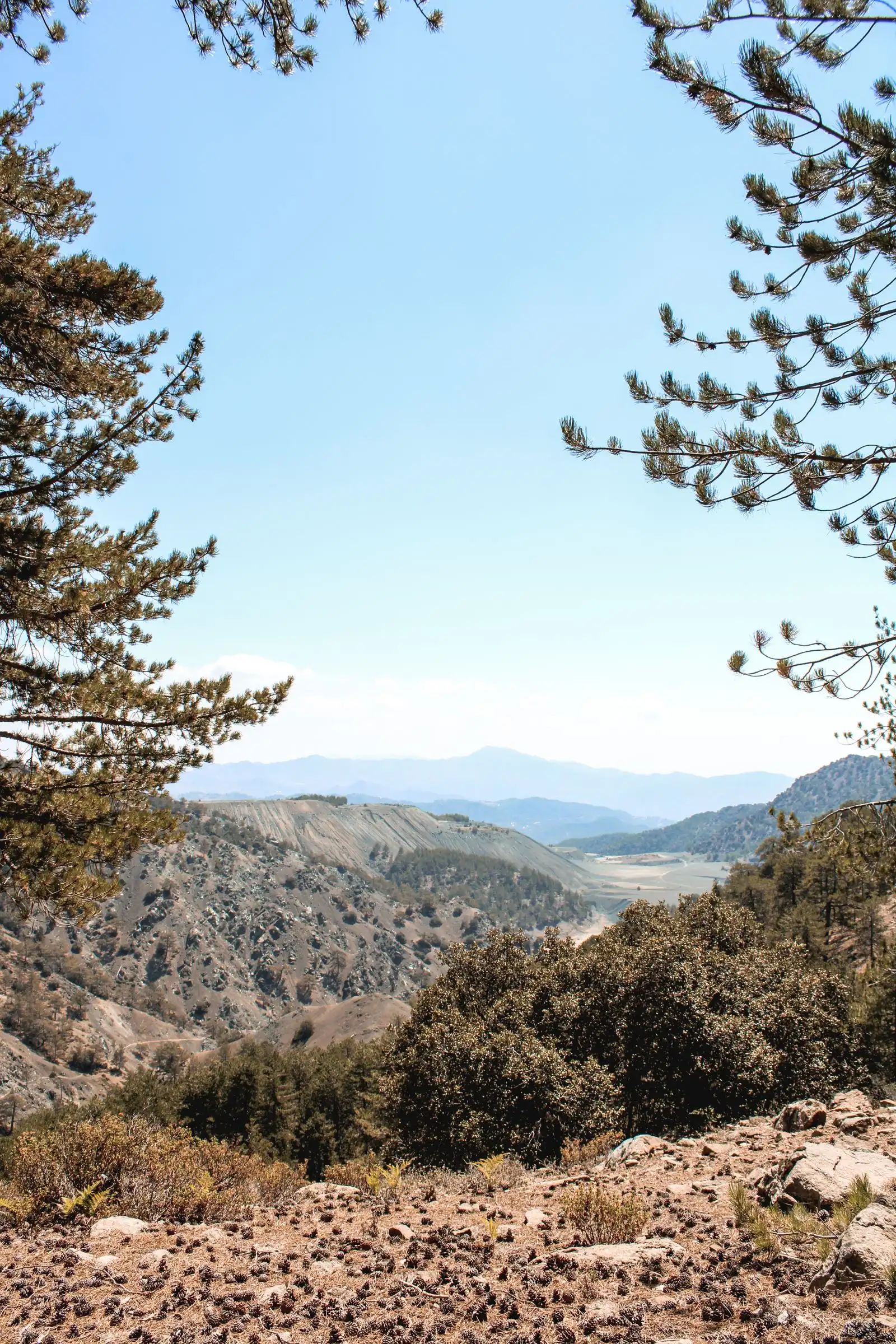 Pine trees frame a valley in the Troodos Mountains