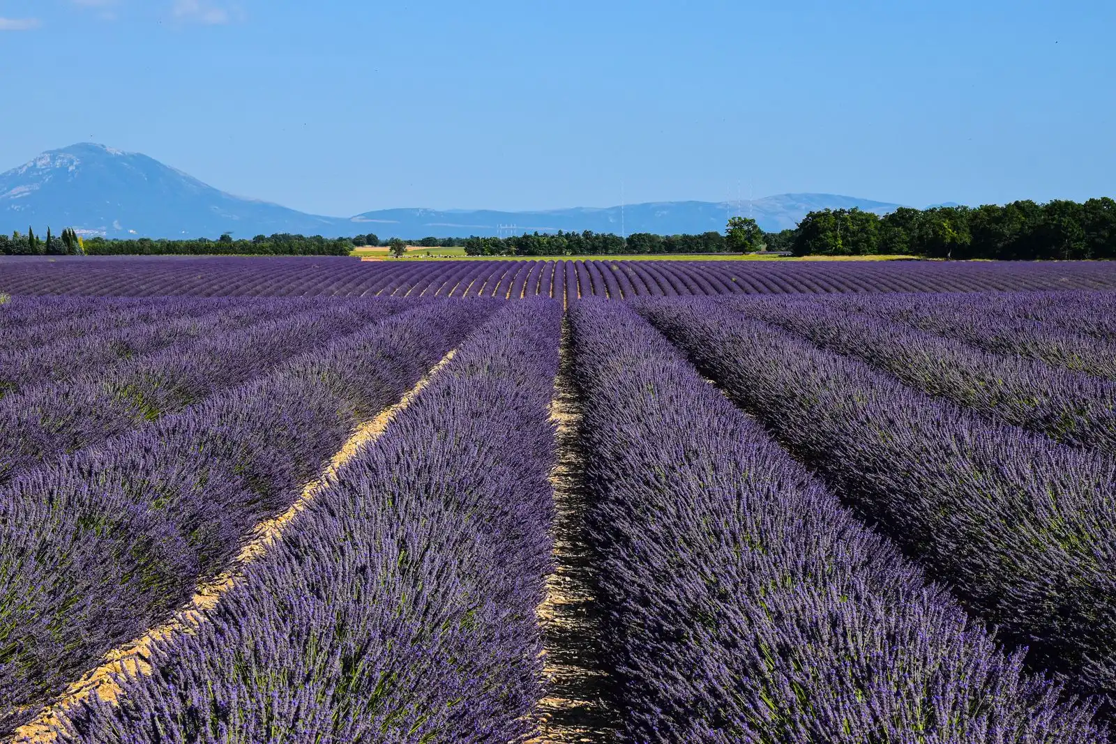 Rows of lavender with mountains in the distance in Provence