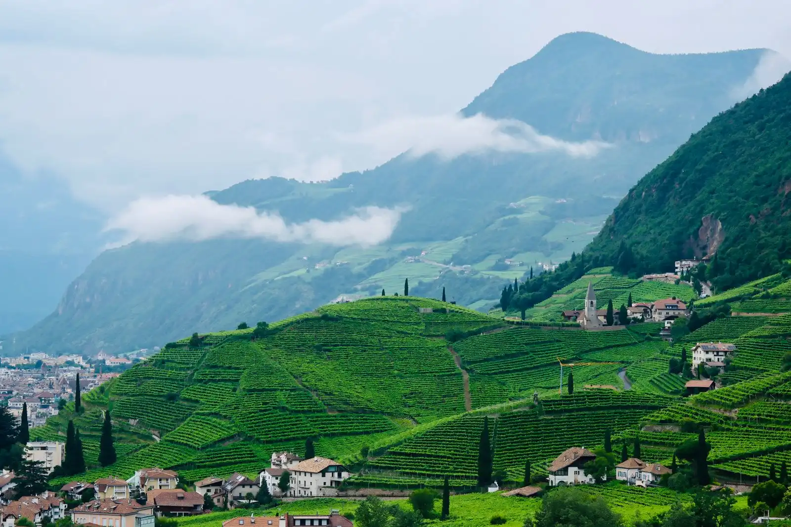 Green vineyards and buildings below the mountains in Bolzano