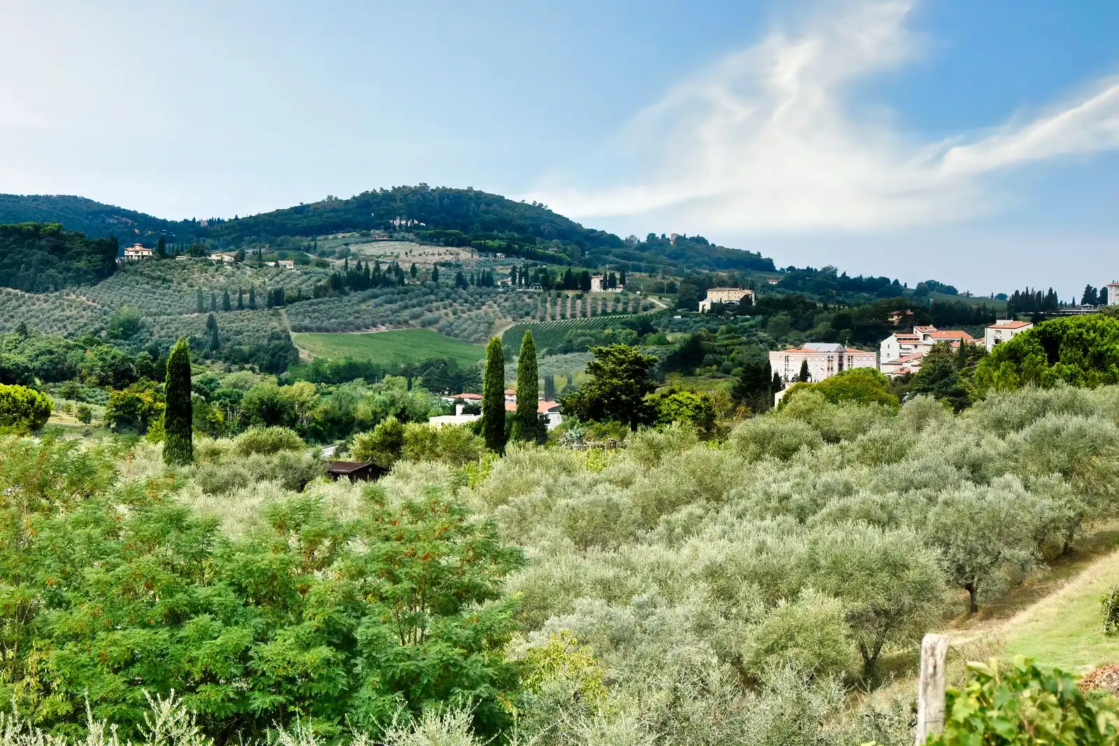 Olive groves, cypress trees and rolling hills in Tuscany