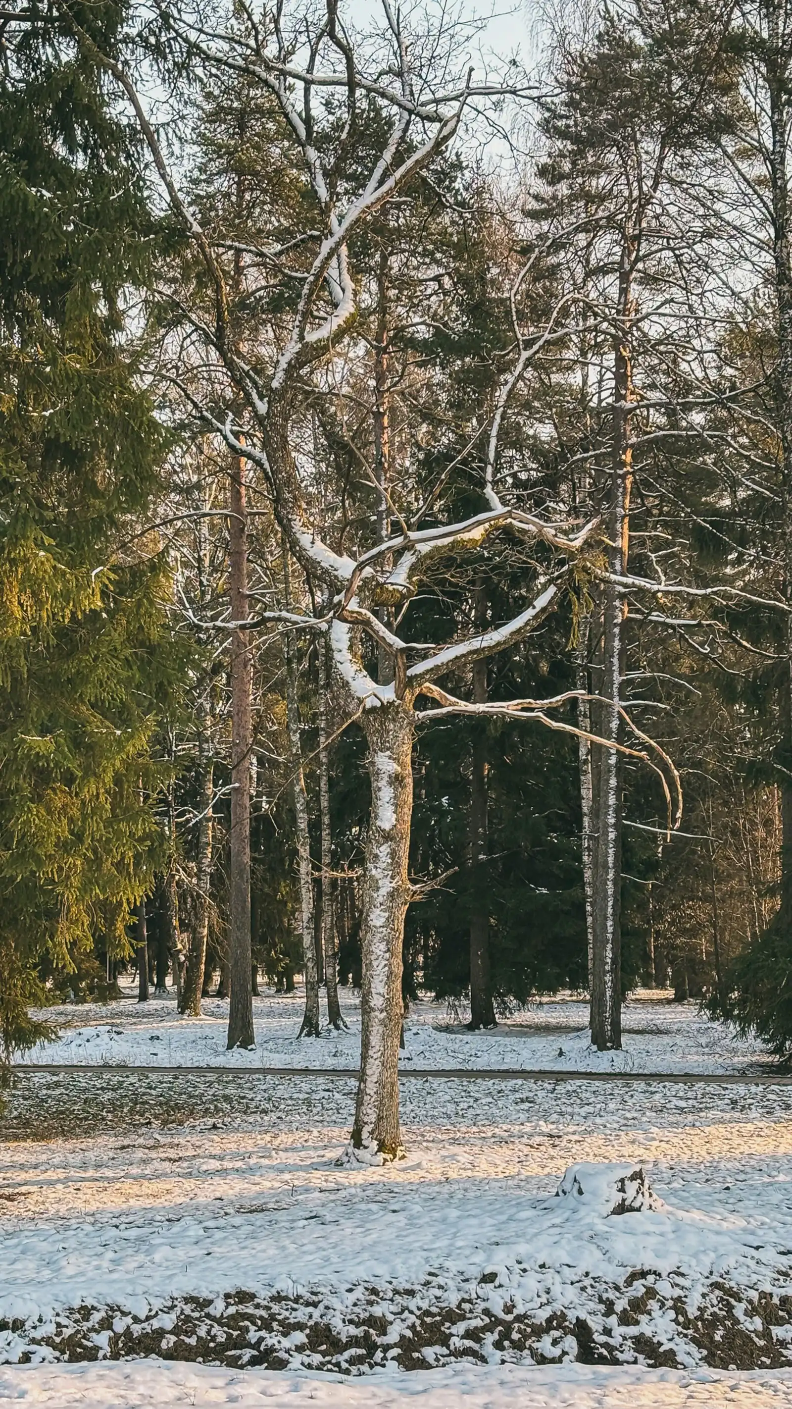 Trees beside a snow-covered path in Sigulda