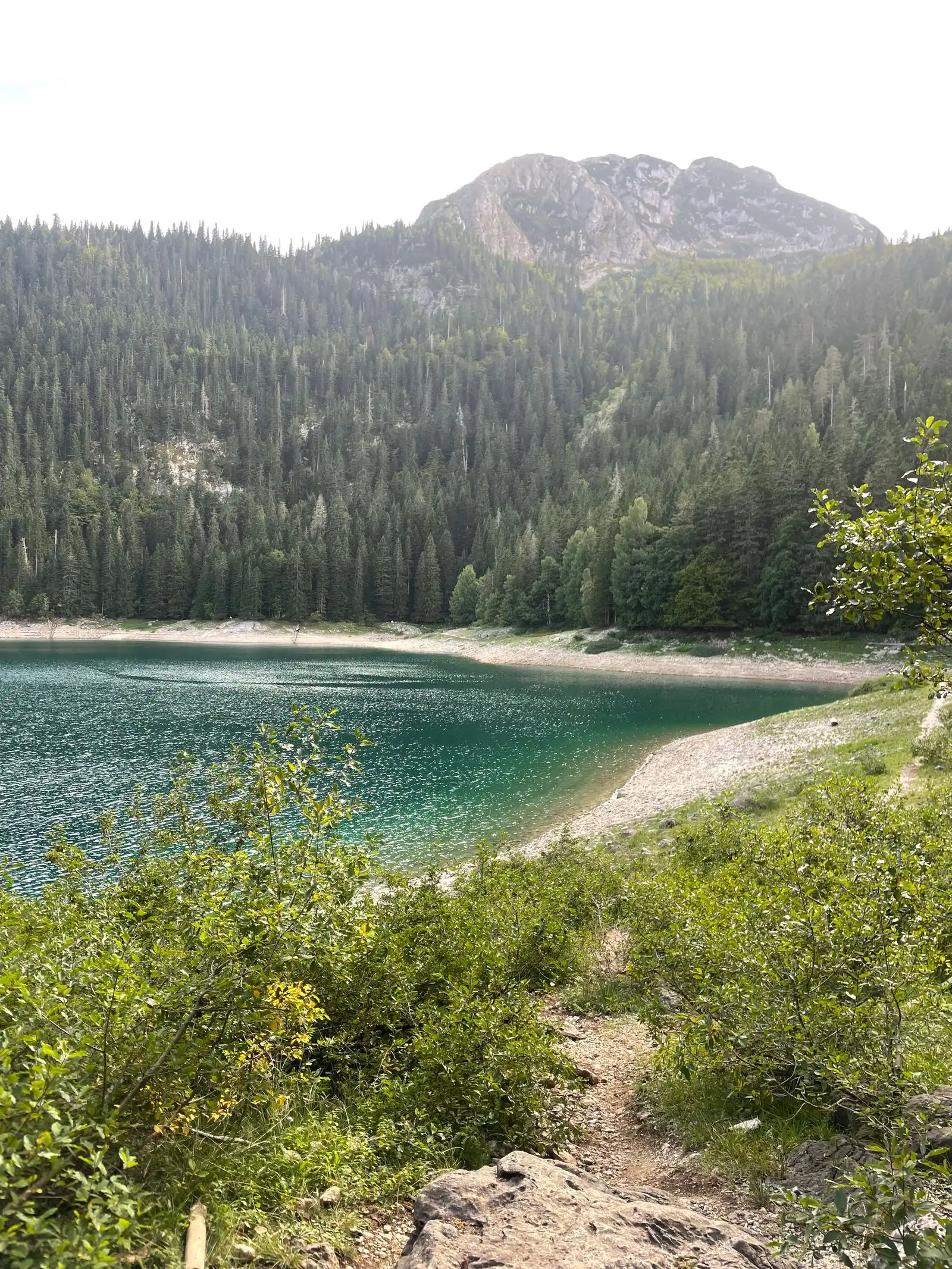 Black Lake and conifer forest near Žabljak in Durmitor
