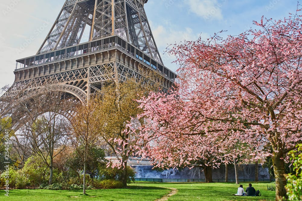 couple in love admiring beautiful pink cherry blossom near the Eiffel tower in Paris